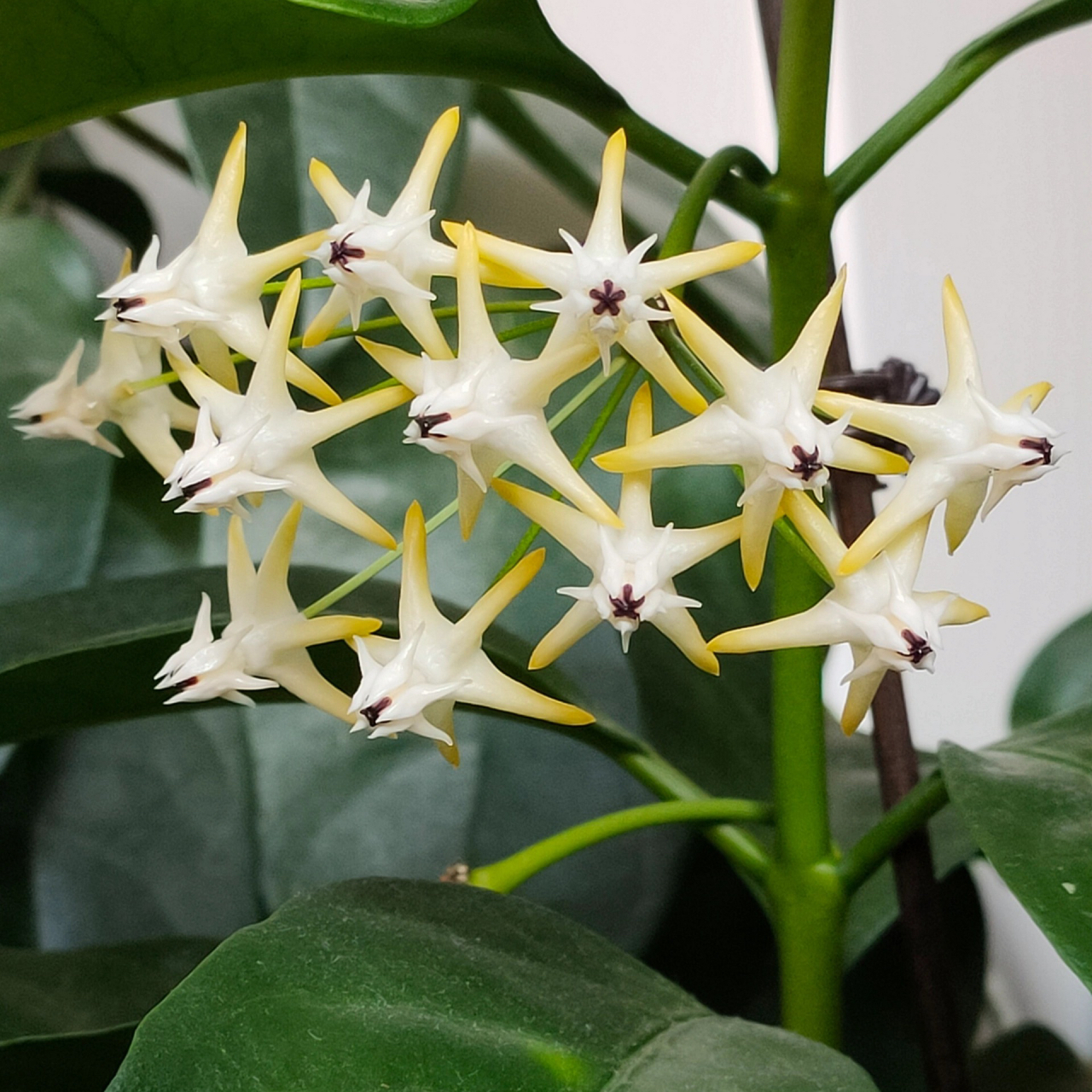 流星球兰,花如其名