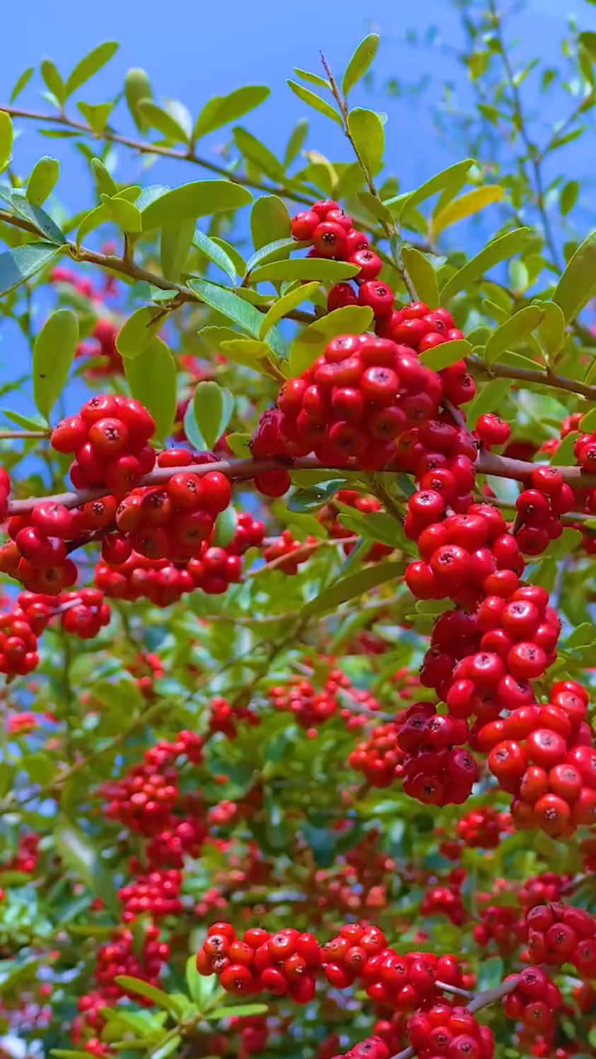 硕果累累的红籽
