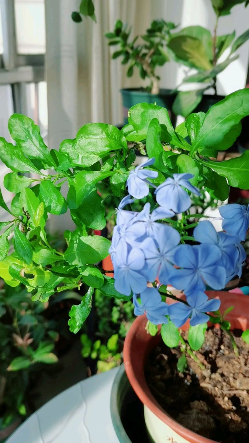 气温下降,蓝雪花要注意这几点养护才能顺利过冬