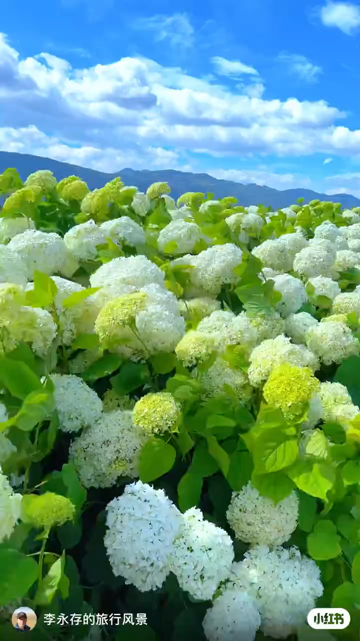 白绿色是夏天的配色,是好心情底色