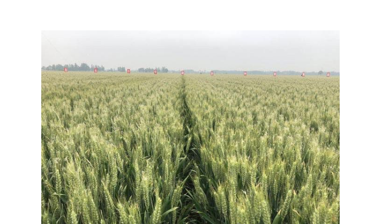 郑麦9188小麦品种介绍