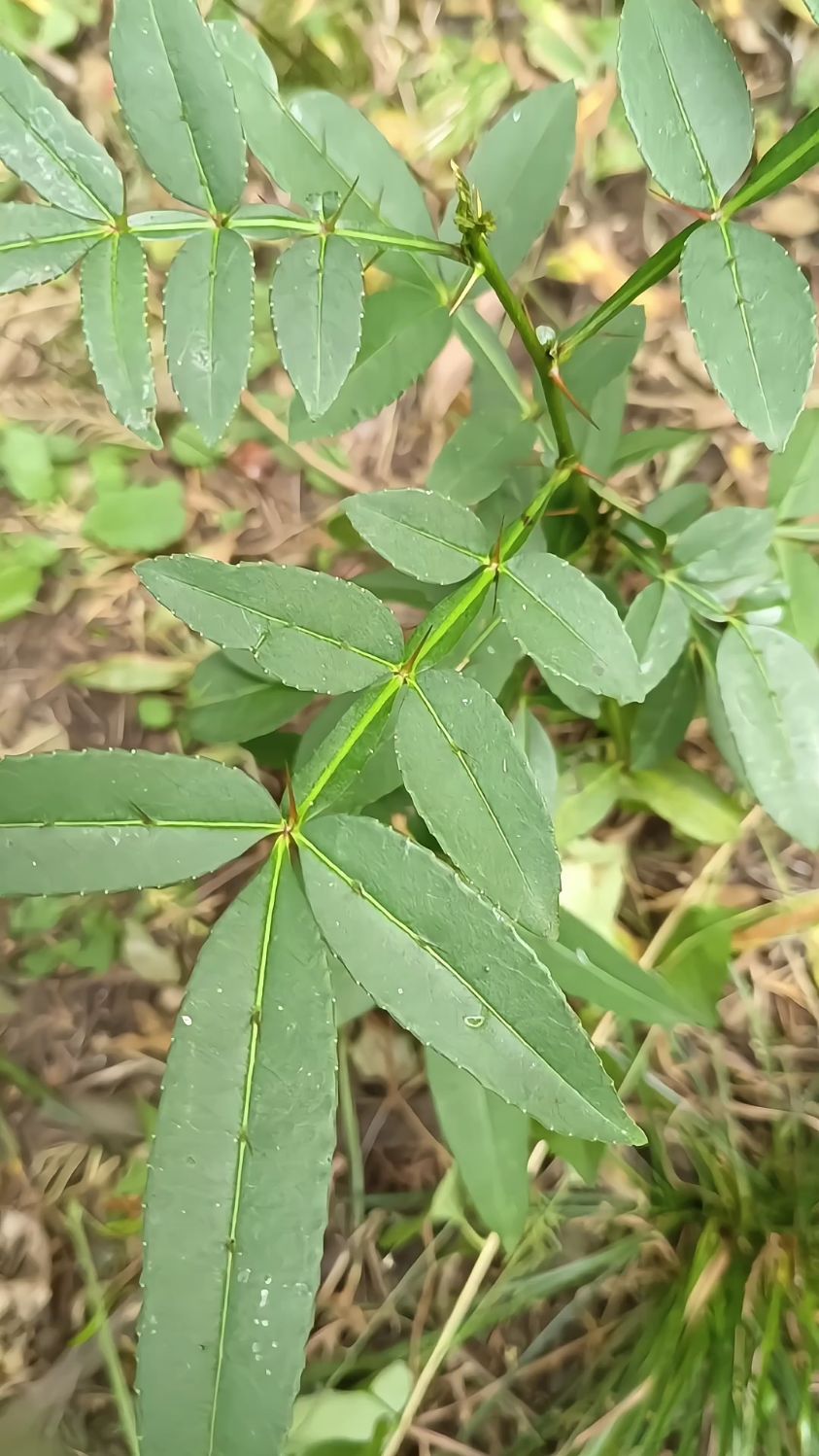 泰山本草之野花椒,又名竹叶花椒,芸香科小乔木,如今越来越稀少了