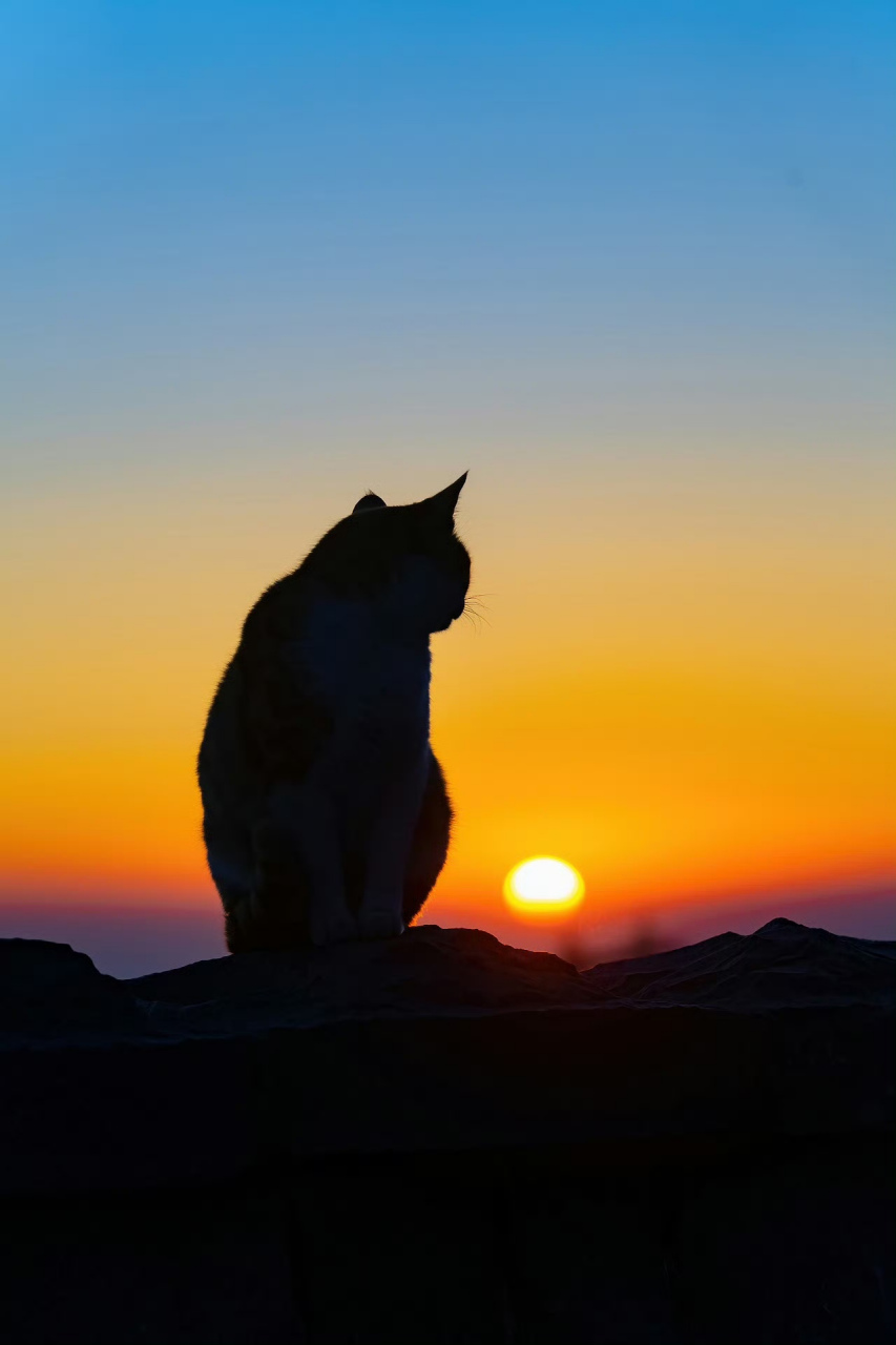 猫,在夕阳西下的时候,独自枯坐,神情恍惚,显得那么的孤独,寂寞和忧伤