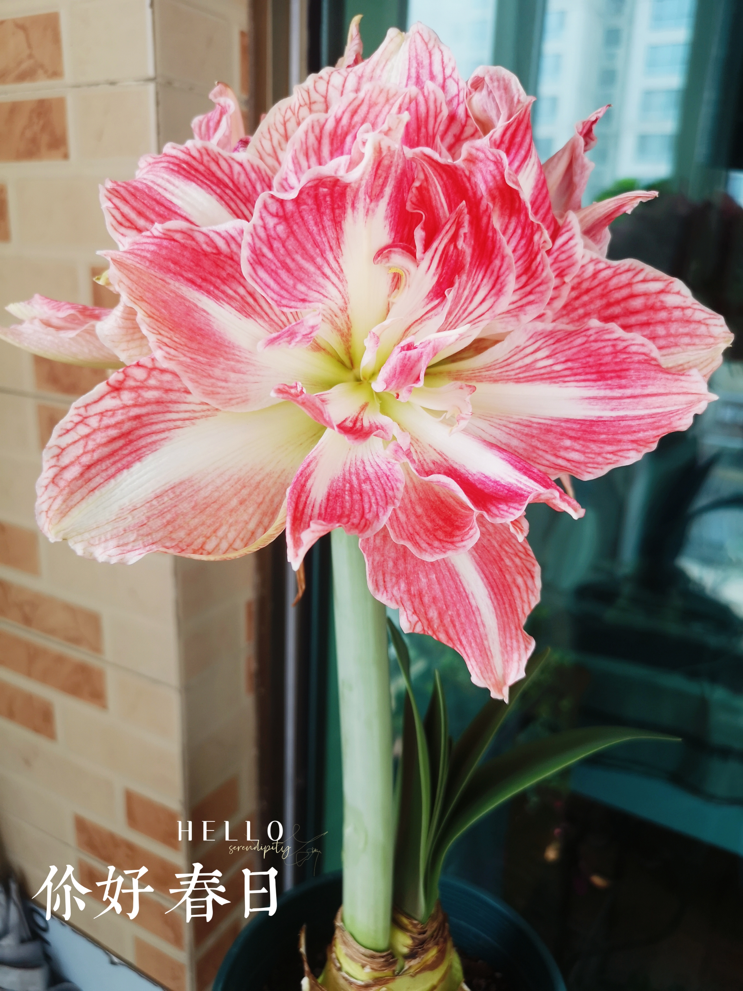 看起来像花肉的朱顶红,名字却叫"漂亮女神"