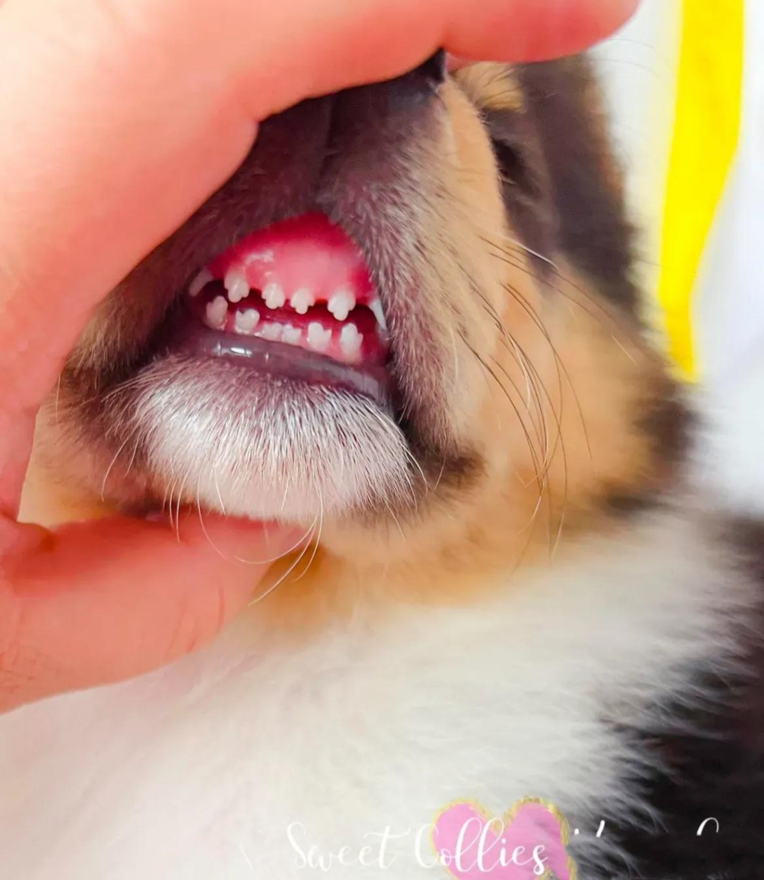 终于理解了什么叫犬牙交错