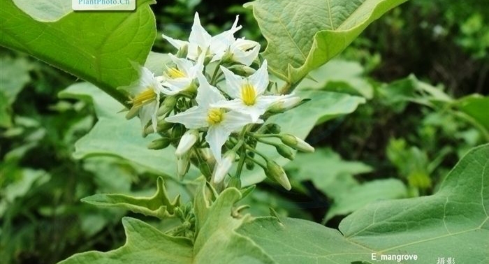 水茄是一种什么样的植物?