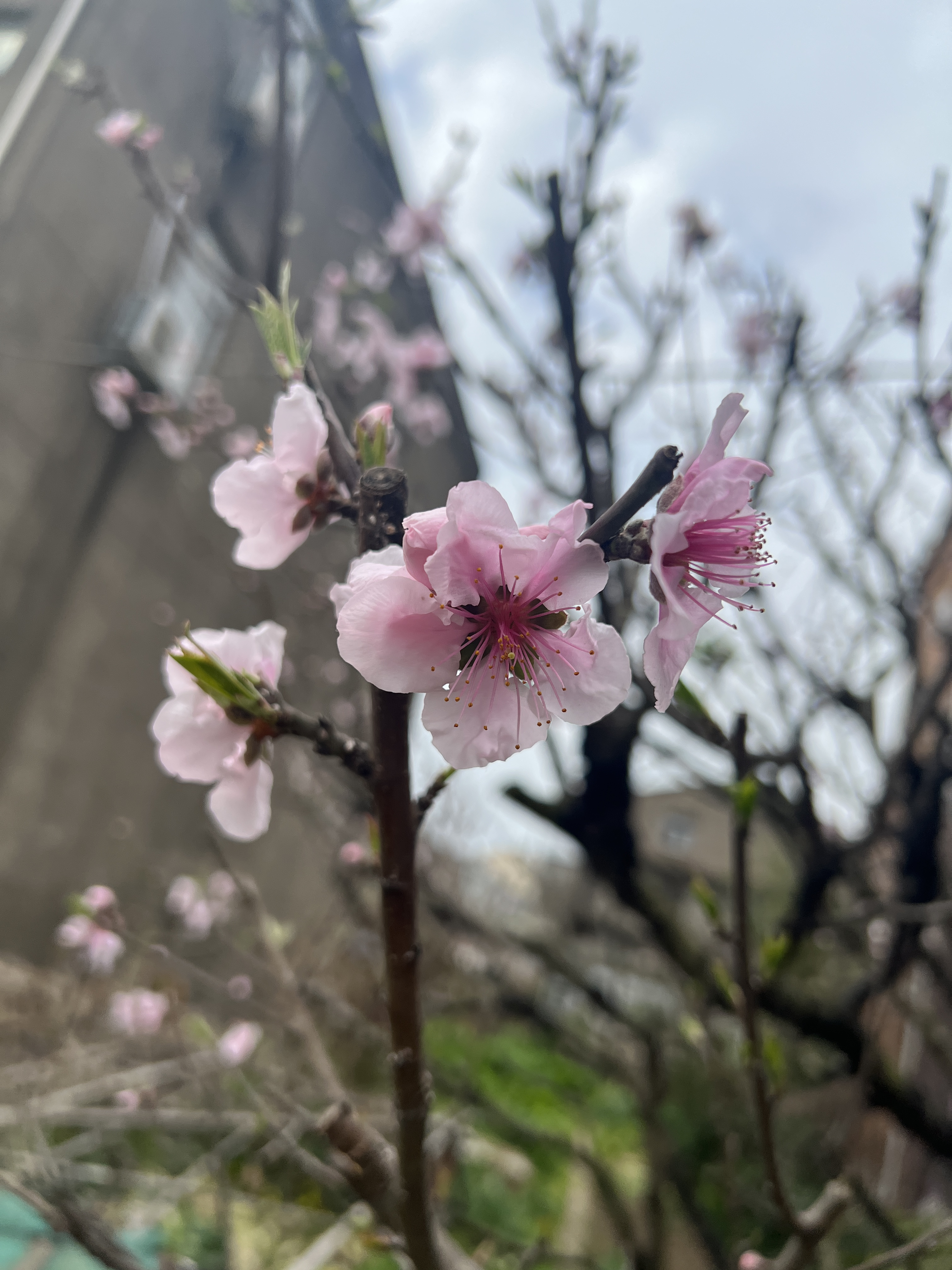 赏桃花景,吟桃花庵歌,写桃花花程式