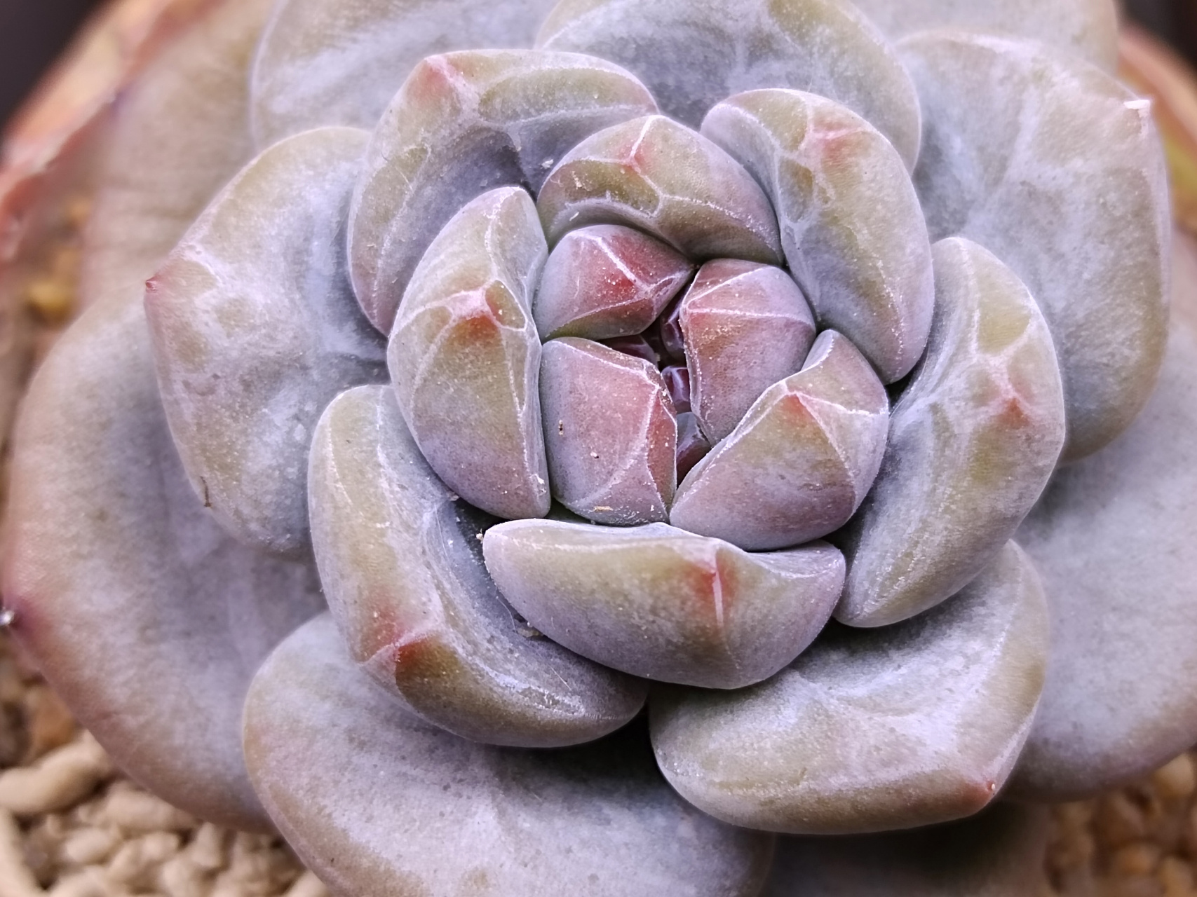 动态30天打卡挑战# 星影开始出石榴心了#多肉植物