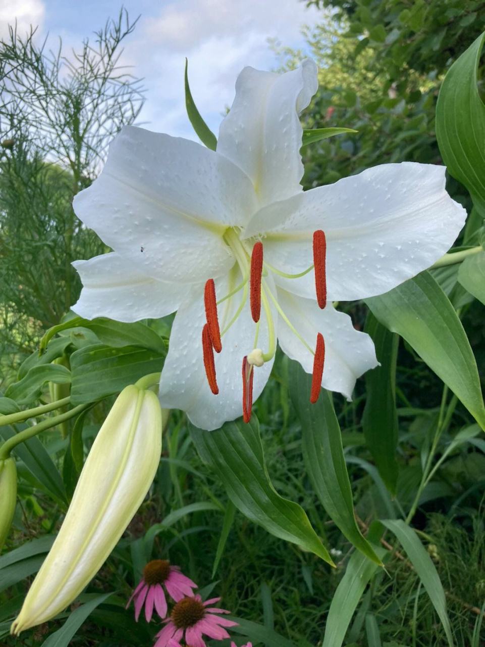 悬崖边百合花开的图片图片