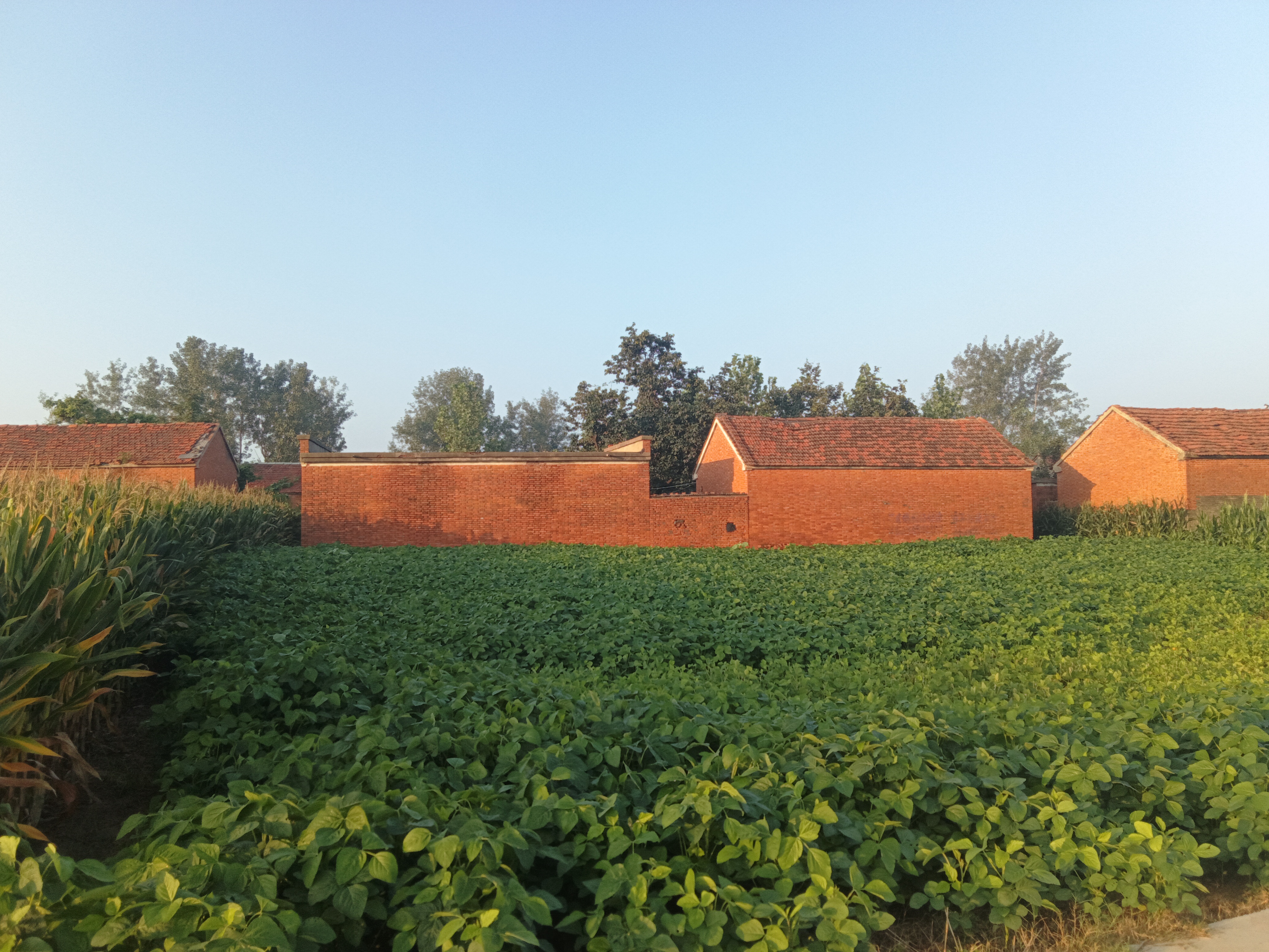 这是豫南的一个小村庄,村庄散乱地分布着几处低矮破旧的红砖红瓦房屋