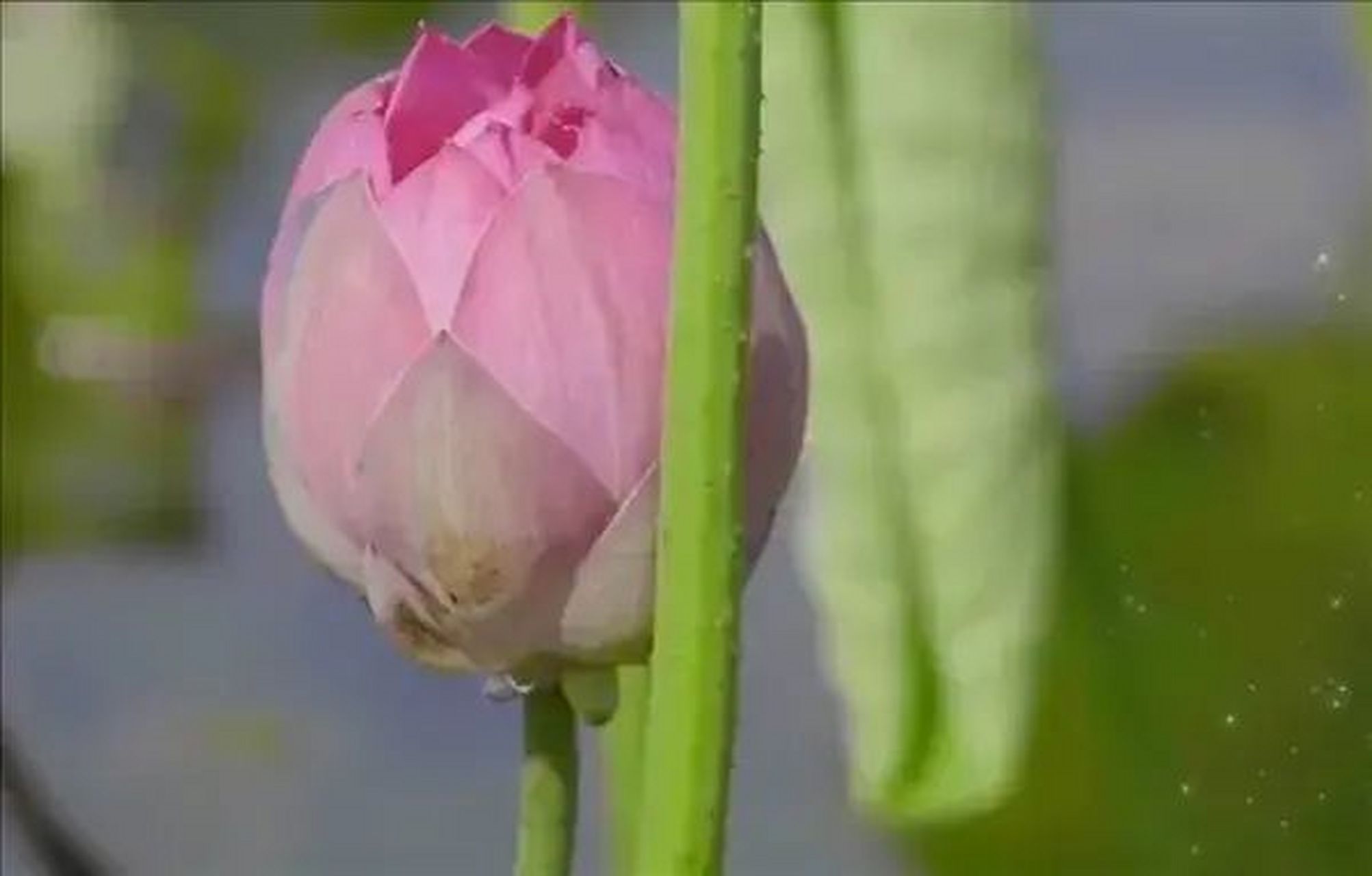 圆明园幸存的古莲开花了,据了解这是英法联军火烧圆