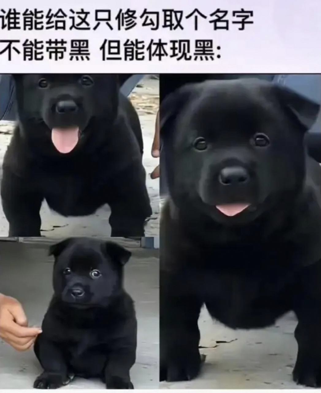 谁能给这只小狗起个名字,而且能体现出它很黑呢?