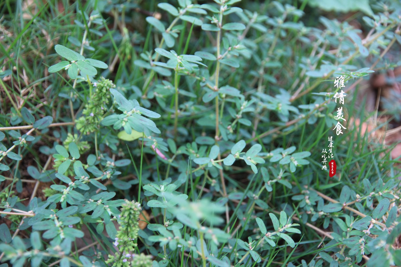 俗称"血见愁",农村人常用来"止血消肿",没想到作用还真不少