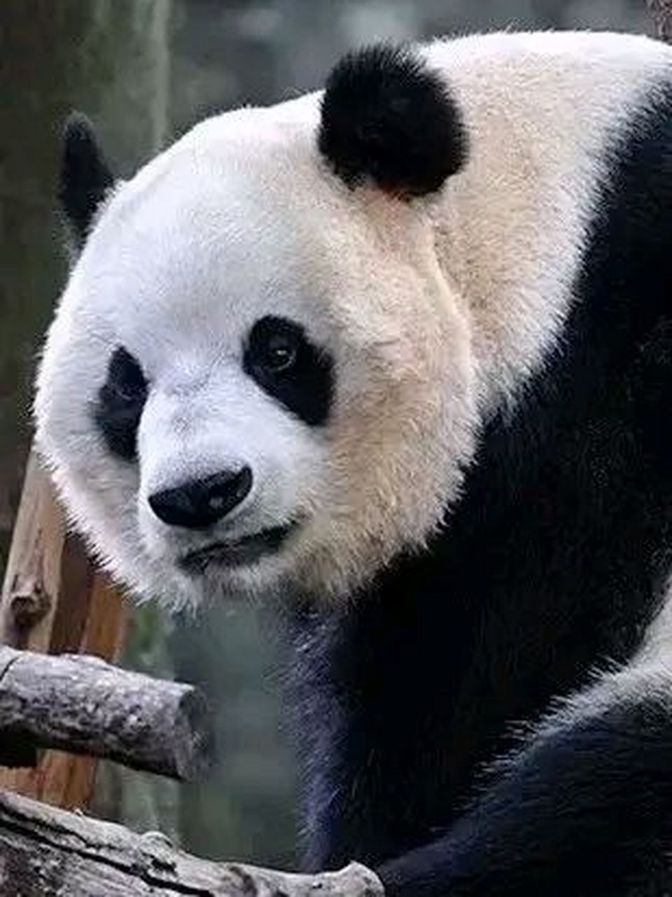 [心] 它的名字叫福禄,欢迎大家成为福禄的粉丝! 福禄的孩子