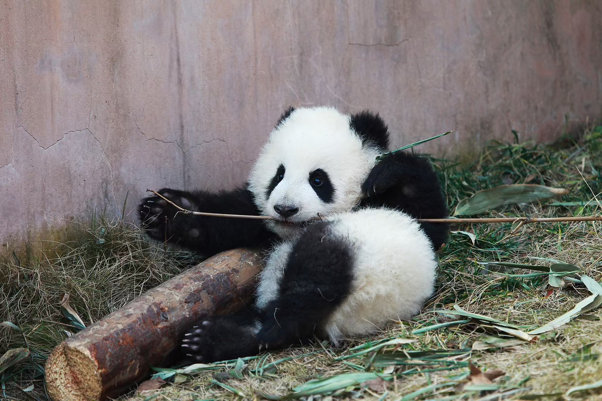 揪耳朵的方式在熊猫届开始流行起来了,看看可爱国宝熊猫怎么撒娇卖萌