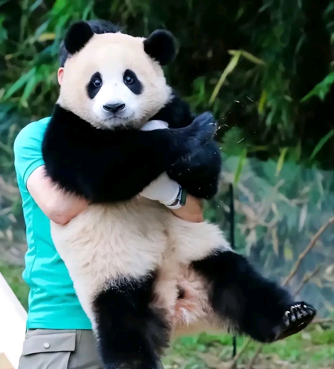 只要是熊猫宝贝福宝的,不管是什么,福宝的口水,宋爷爷都喜欢!