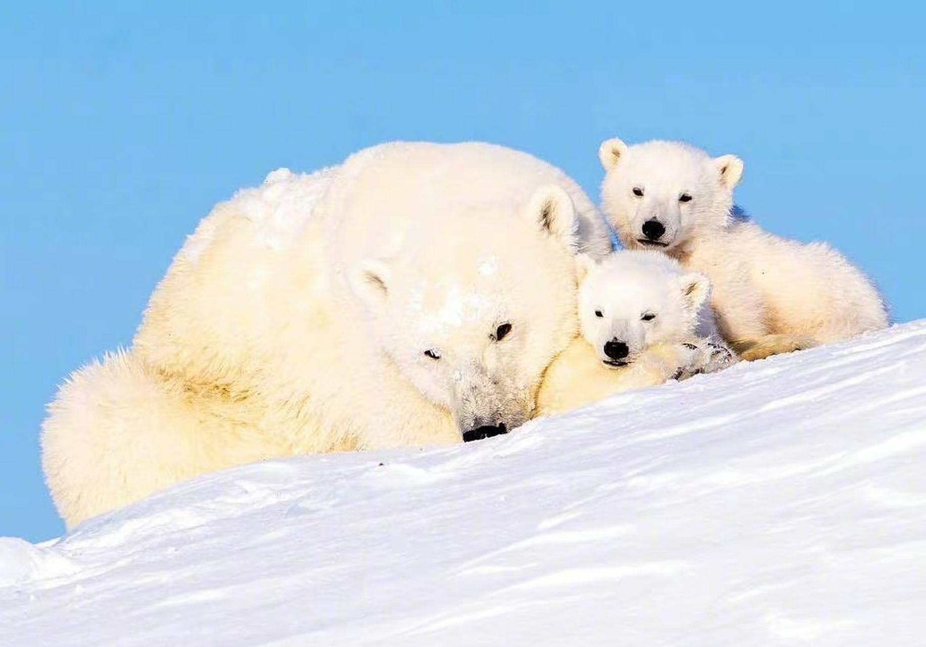 摄影师john rollins镜头下的北极熊,海豹与北极狐.