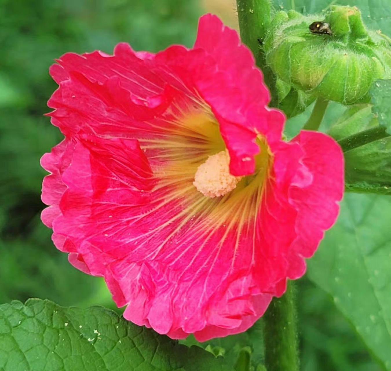 是锦葵科蜀葵属植物,因在每年端午节前后开花,故被称为"端午花".