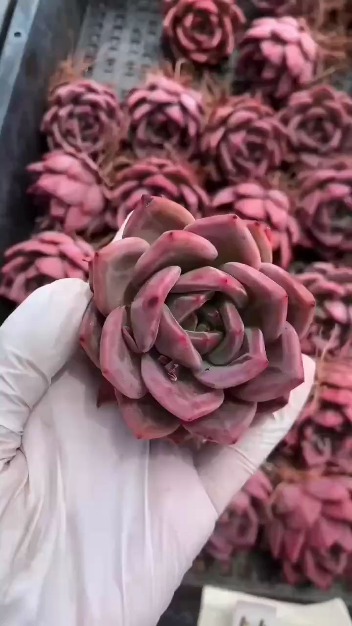 大单头酒红香槟