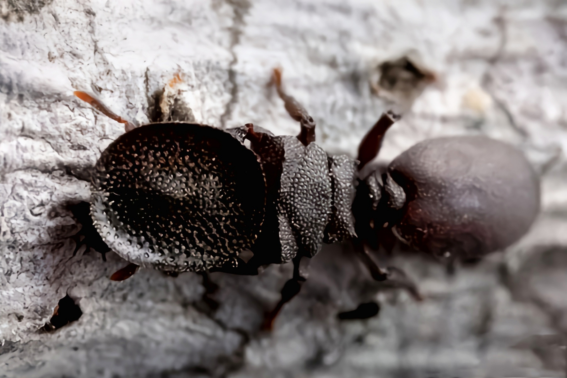 每天认识一种昆虫——分化龟蚁 分化龟蚁别名多变龟蚁,是膜翅目,蚁科