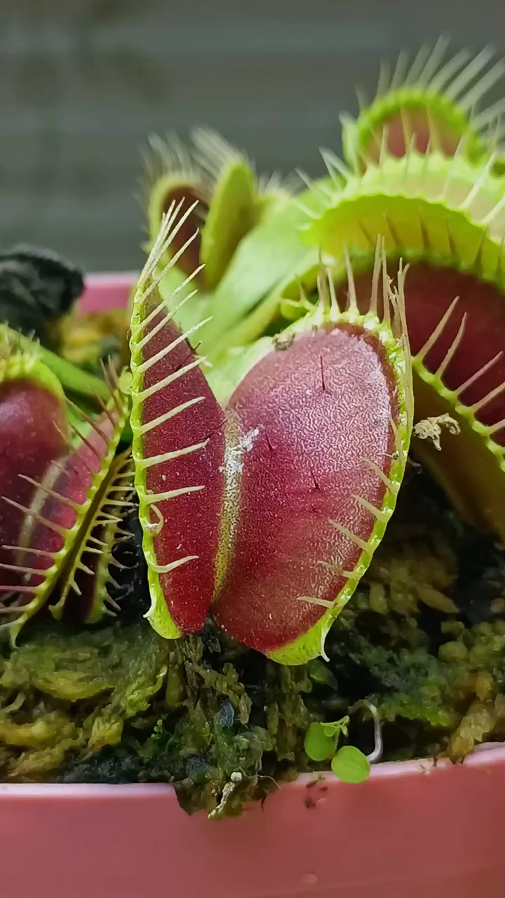 食虫草猎食苍蝇