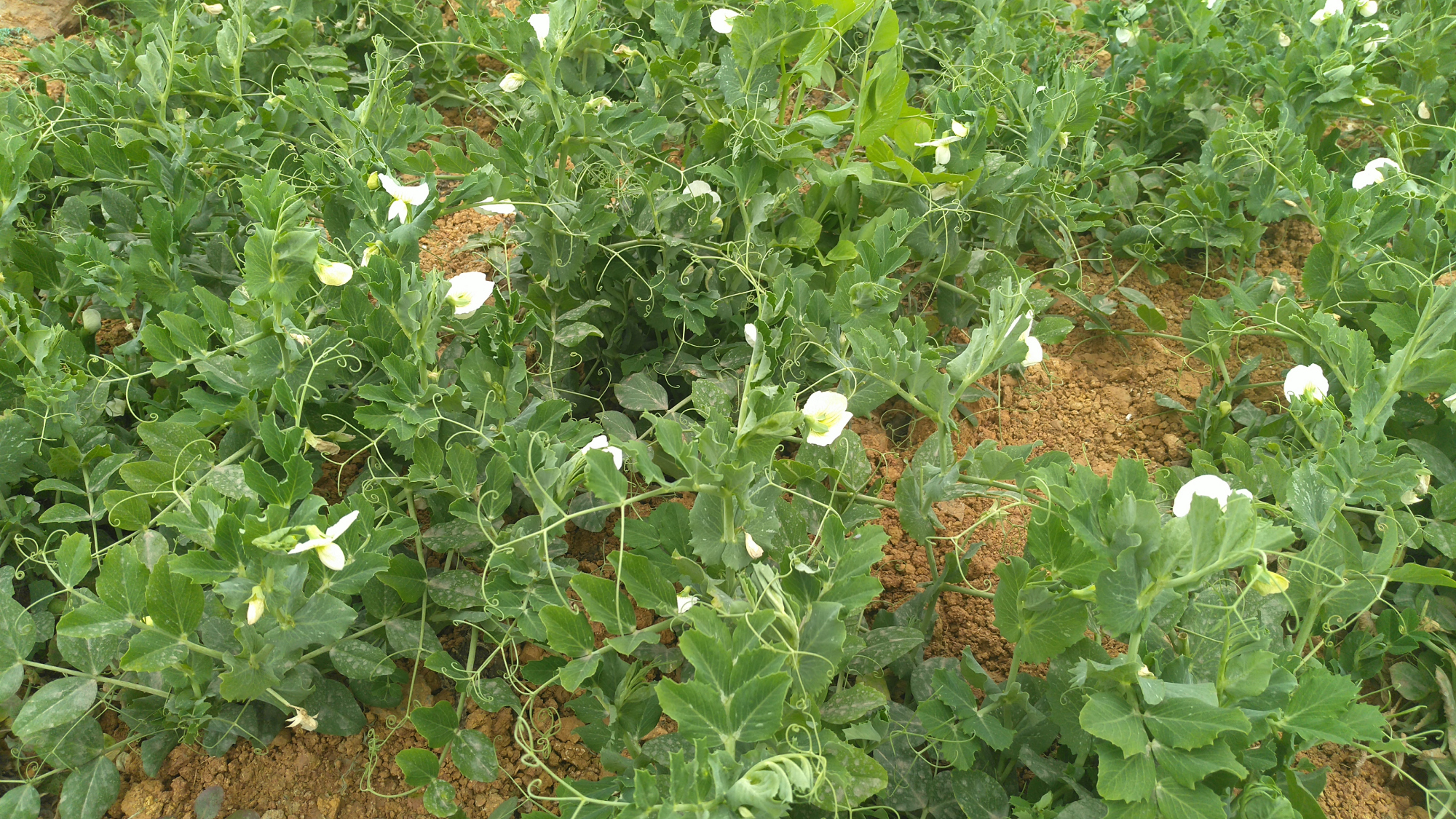 清妍豌豆开白花,用心赏悦美如画