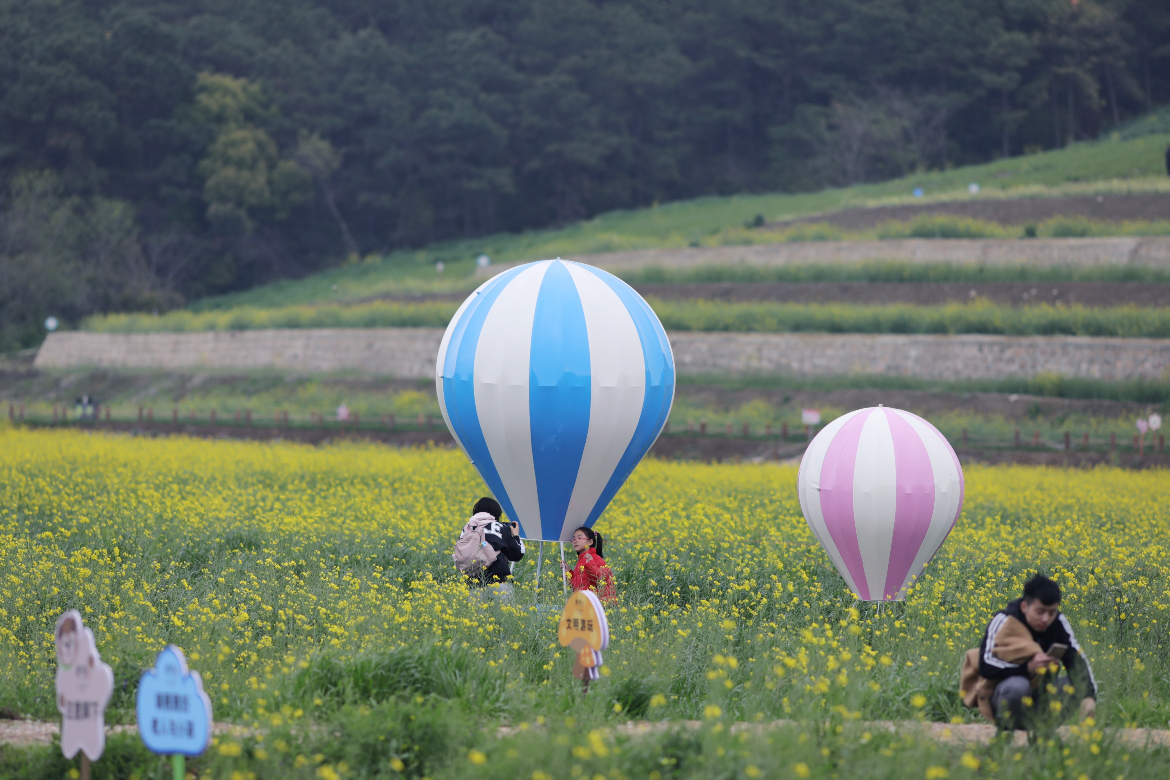 无锡胡埭胡杨路网红百亩油菜花田