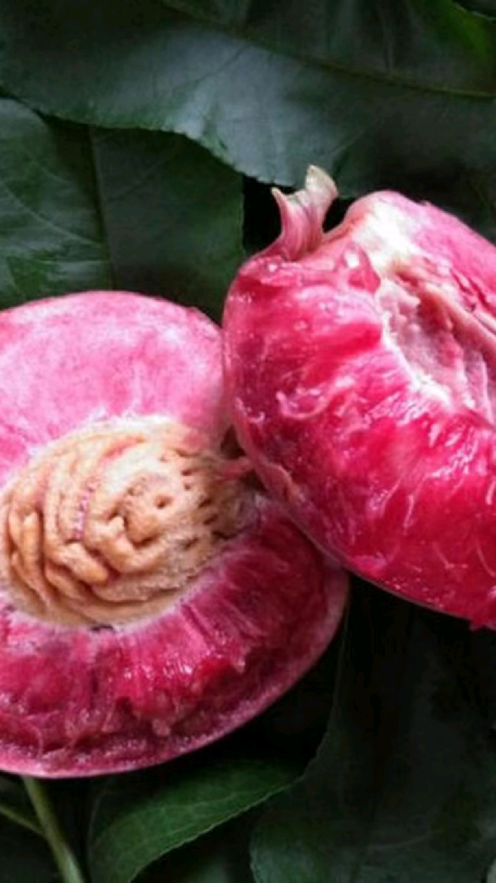 正宗朱砂红桃子,别名血桃河南南阳桐柏朱砂红桃基地