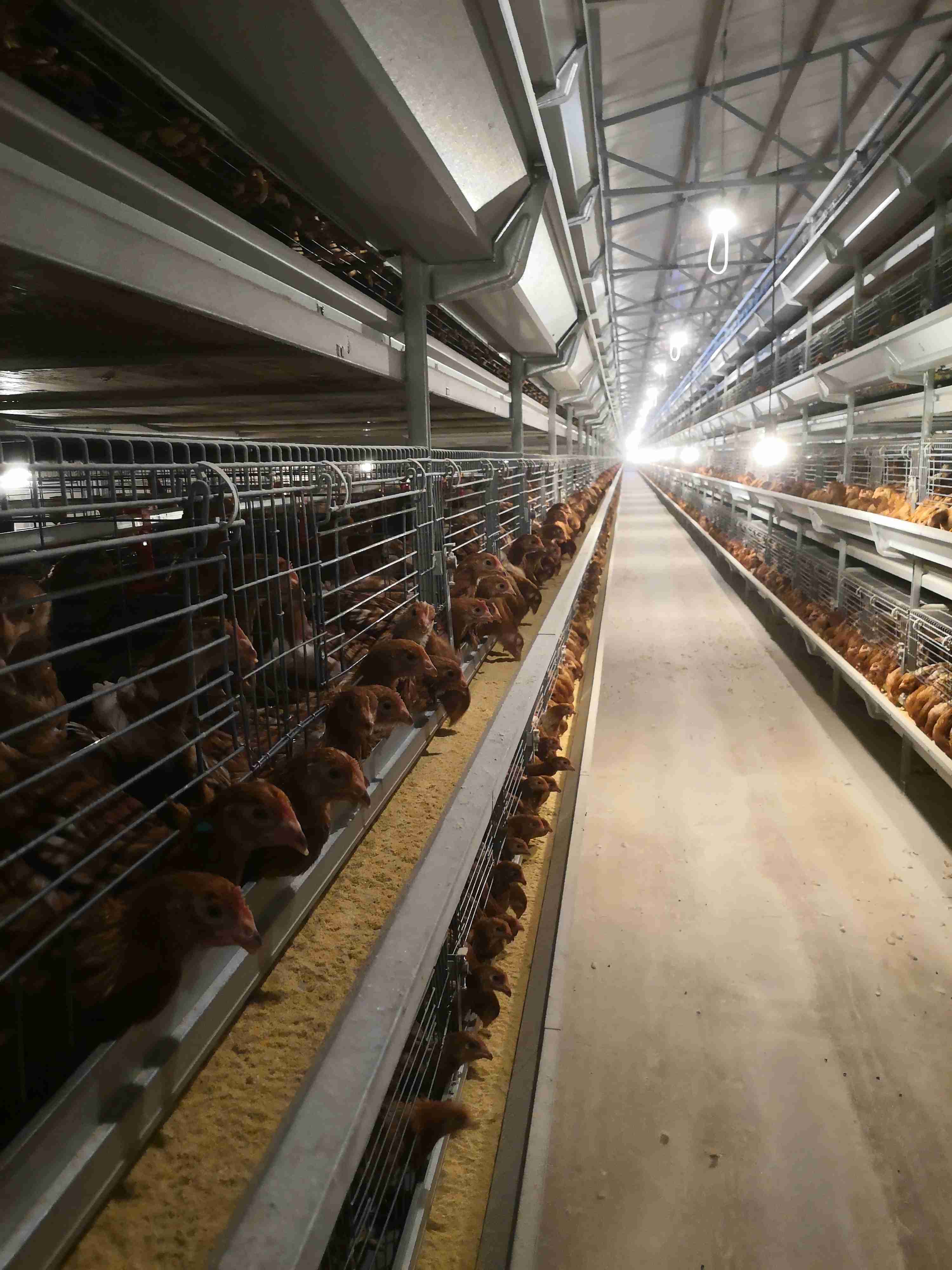 那里有蛋鸡批发