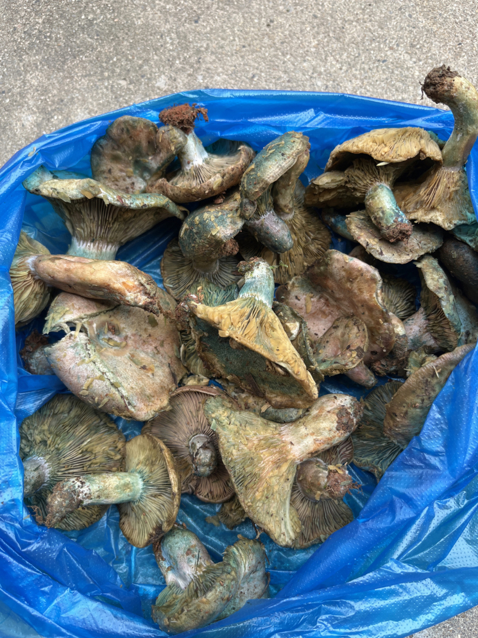 他说叫雁鹅菌,很营养美味.话说这个真的能吃吗?怎么吃呢?