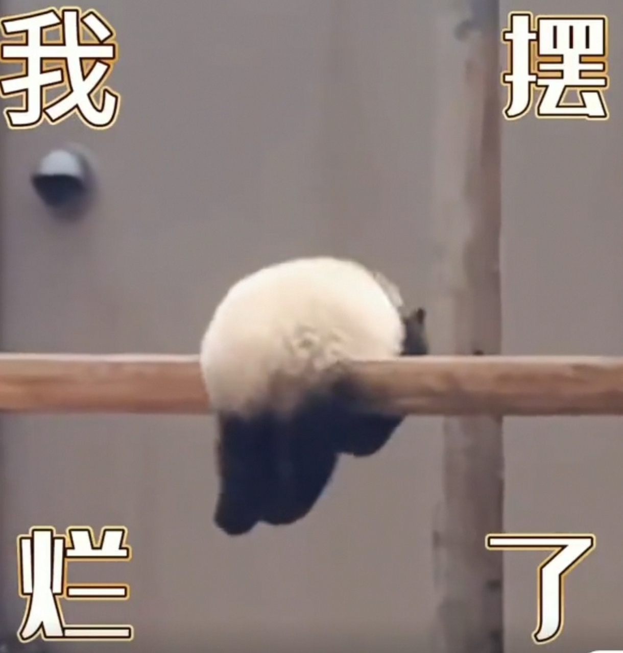 熊猫连摆烂都这么可爱,可惜人若摆烂就可 恨了![左捂脸]