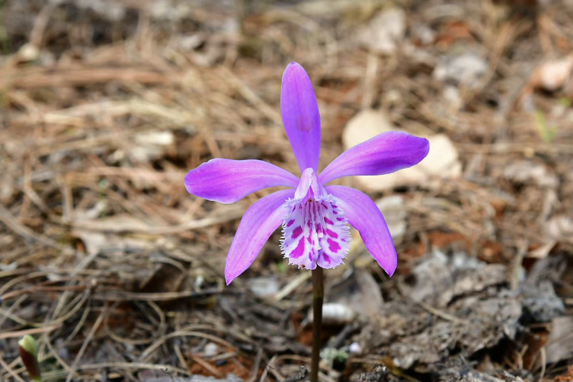 云南独蒜兰,和独蒜兰之间老是傻傻的分不清 #摄影# #治愈# #摄影作品