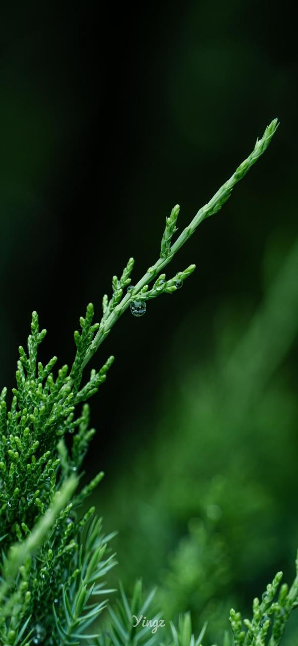 纯绿色唯美风景壁纸!#风景# #壁纸# #冬天的第一张照片