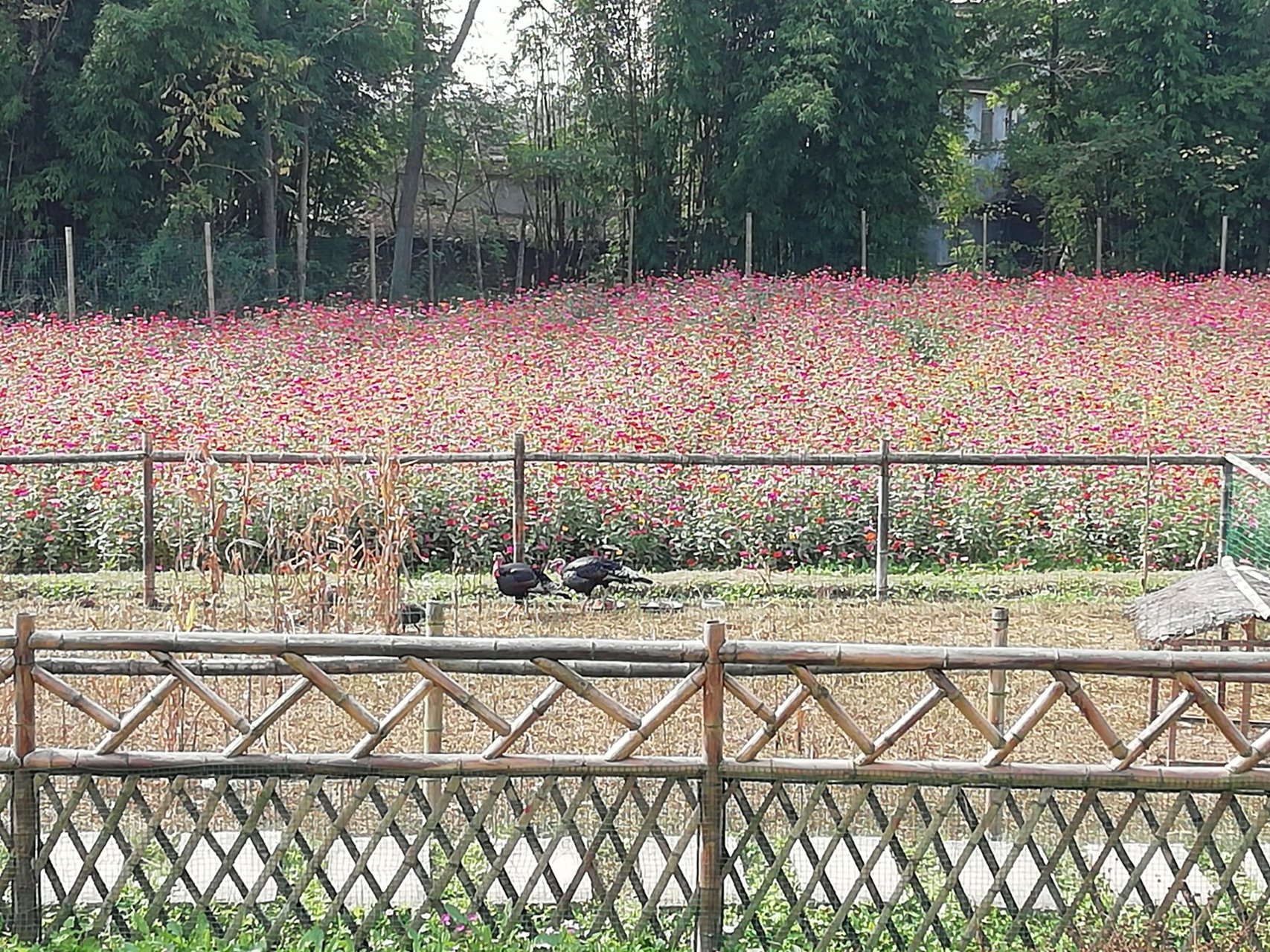 江油花田部落图片