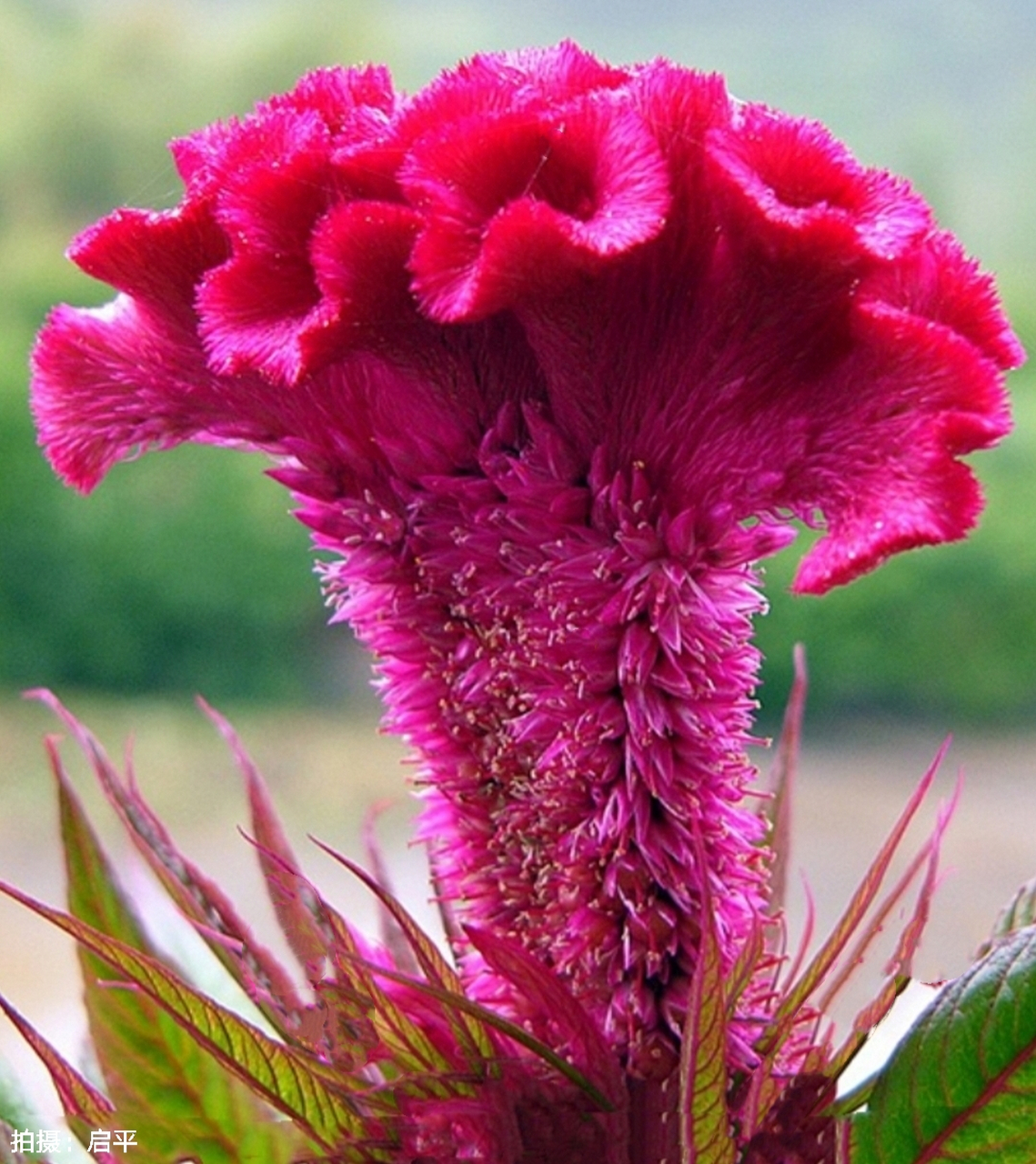 凤尾鸡冠花,公鸡公鸡真美丽,大红冠子真醉人,要比漂亮你第一.