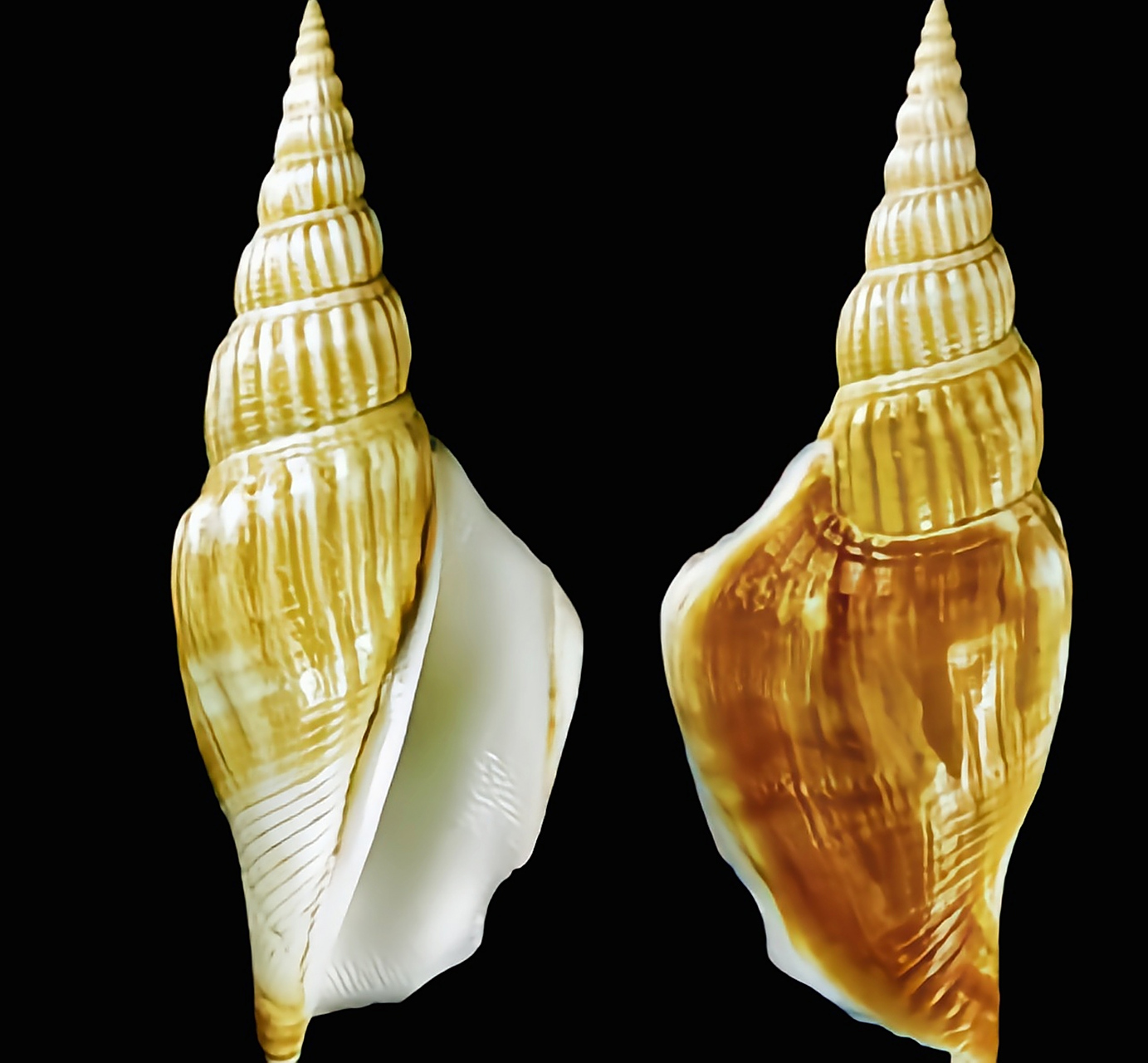 每天认识一种动物——竹笋凤凰螺 竹笋凤凰螺别名带凤螺,原产太平洋