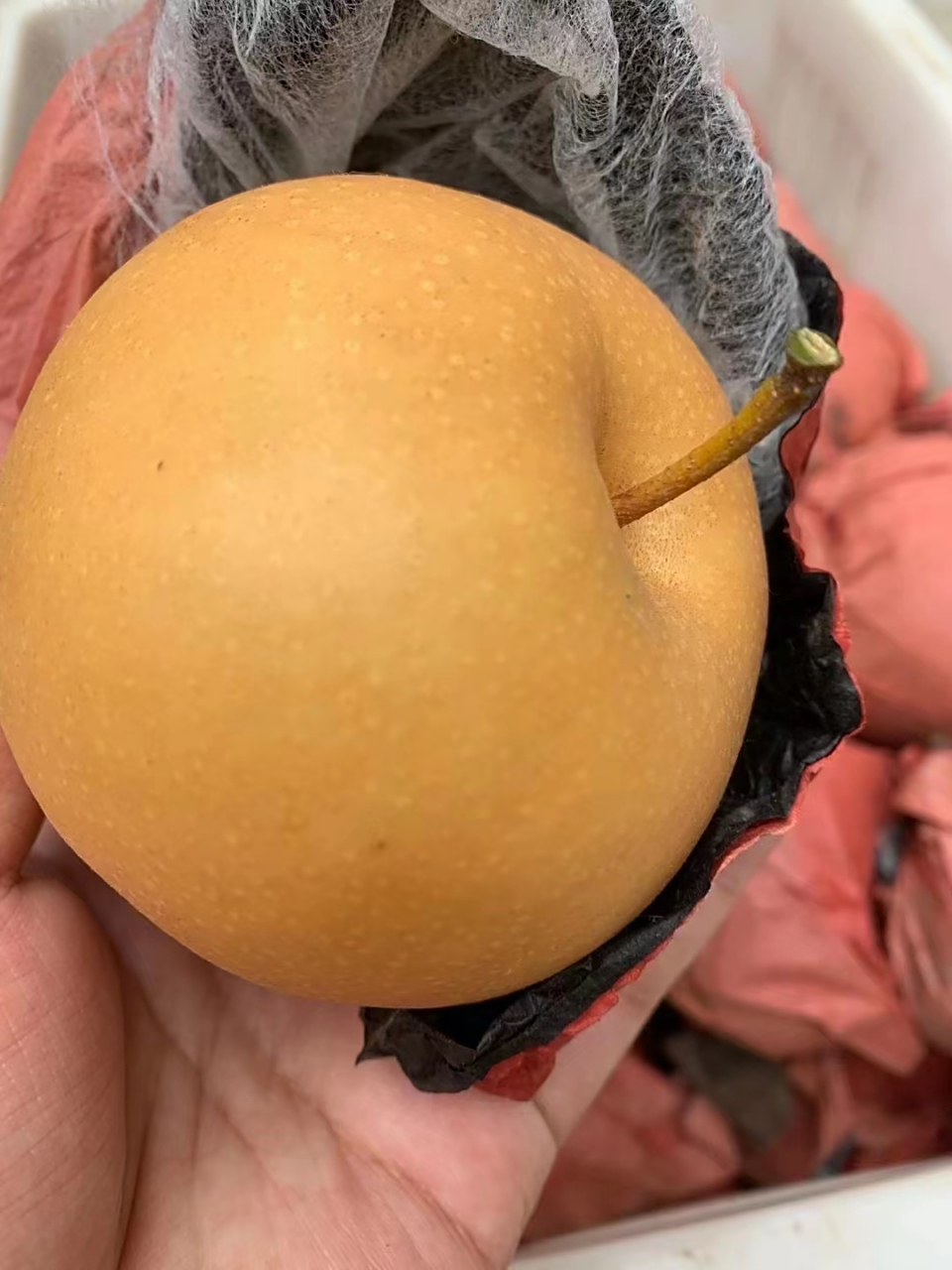 98小秋月圆黄梨,实拍 树上自然熟的款,香甜多汁9090 每天一颗梨
