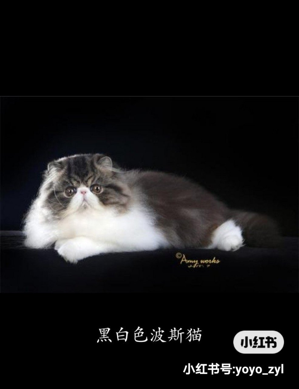 每日一猫|黑白色波斯猫 黑白色波斯猫培育出来的时间较早,这种猫又
