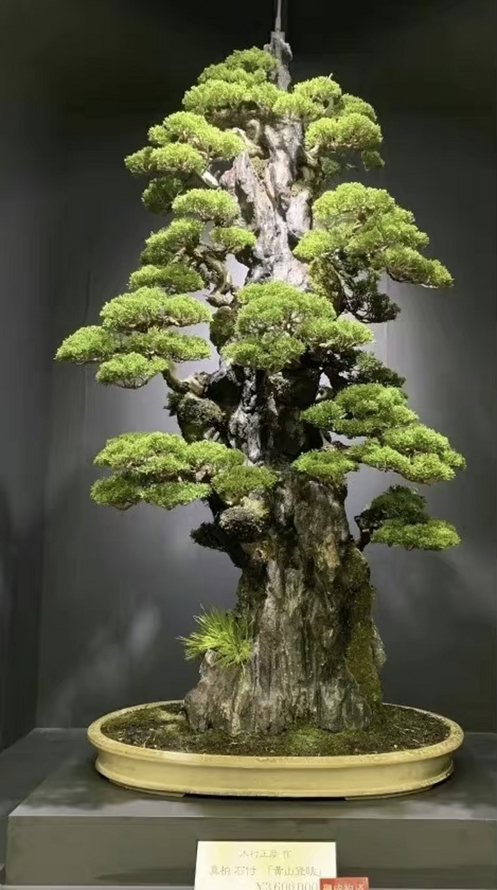 一颗盆景近十万人民币～ 木村正彦的这颗美丽的盆景树在第38届日本盆