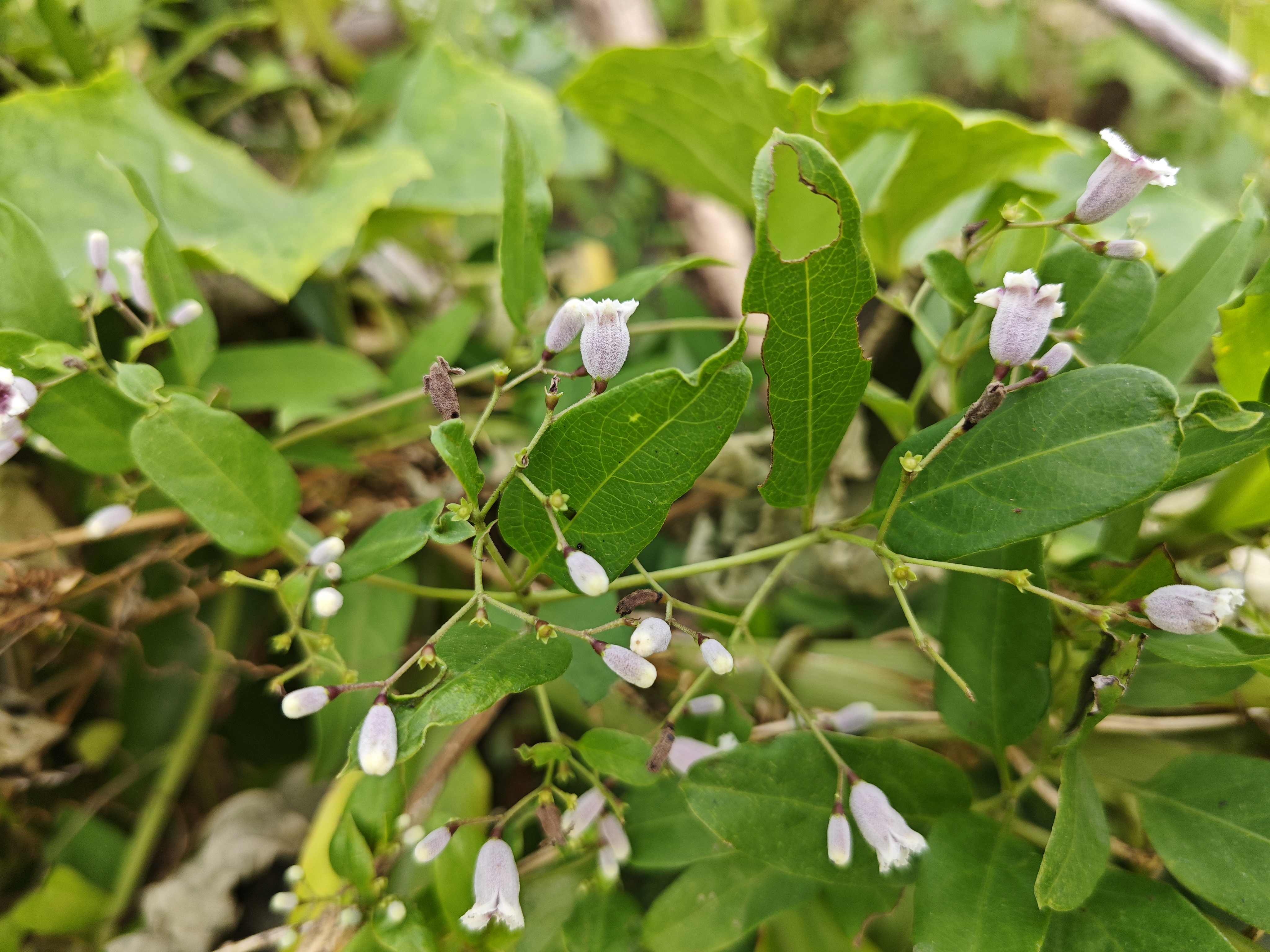 臭药叶子图片臭叶子植物图片北方的野生藤蔓植物全身与叶片上下长刺的