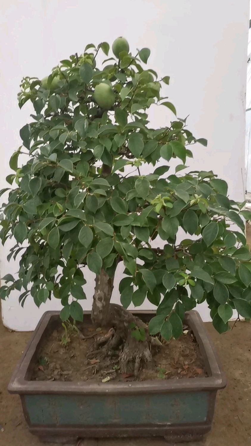 花梨木盆景老桩