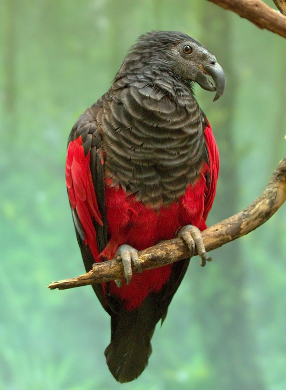 图片中这只长相有点像秃鹰的鸟叫吸血鬼鹦鹉,也叫德古拉鹦鹉,它那光秃