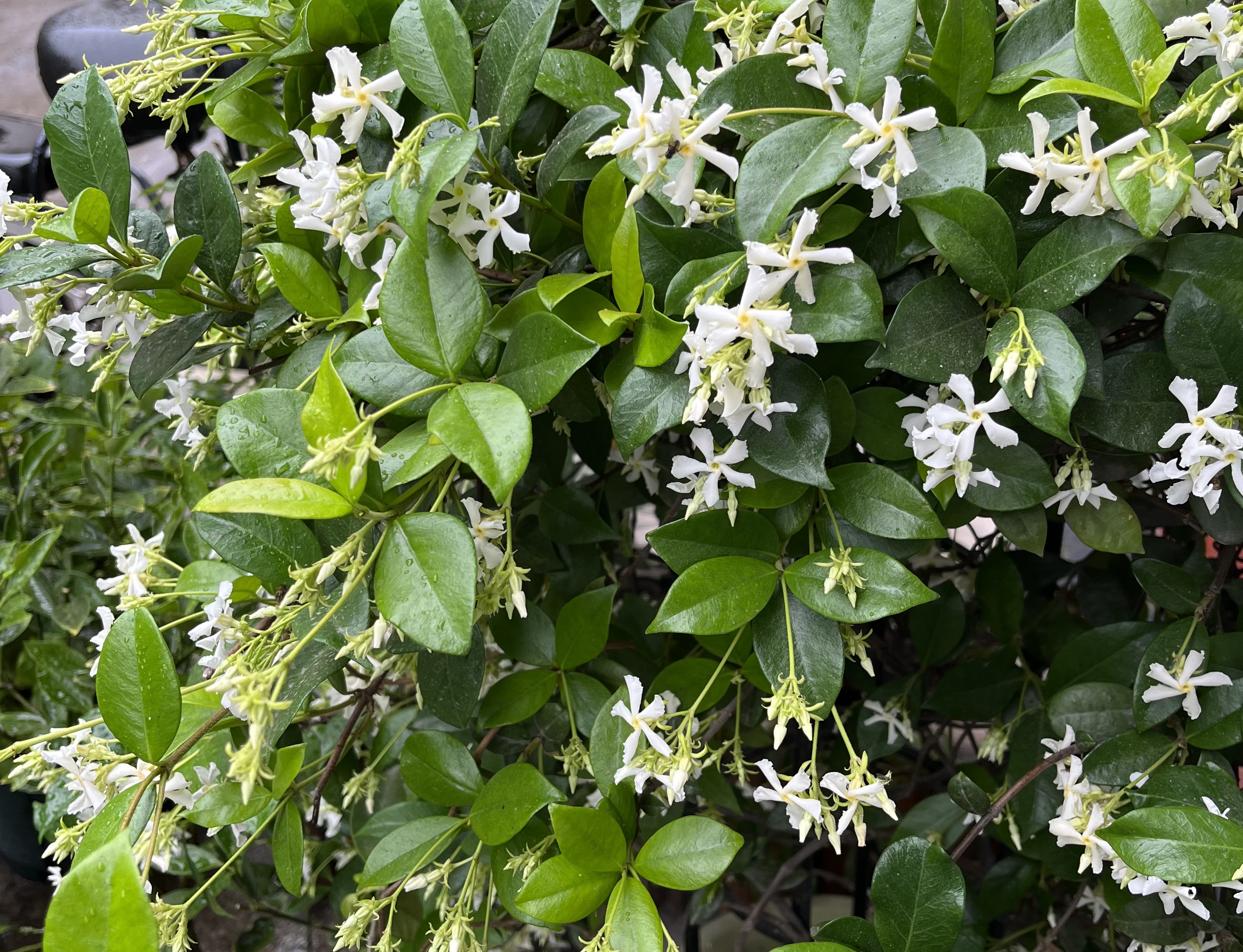 可做花墙,拱门的风车茉莉怎么养护才能开爆?风车茉莉养护要点