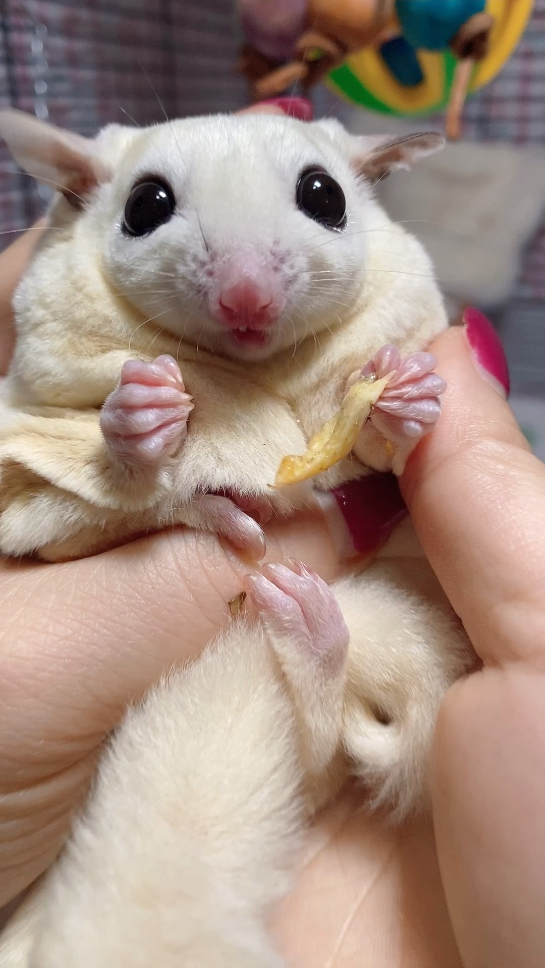 第一次吃羊毛辣子