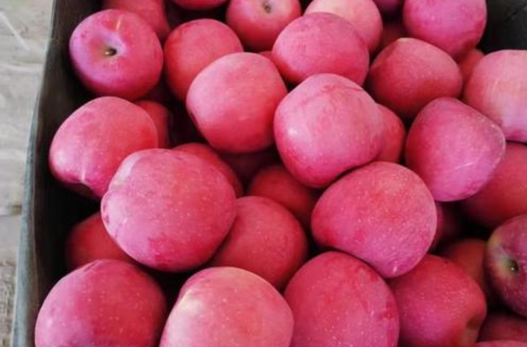 粉苹果有哪些品种