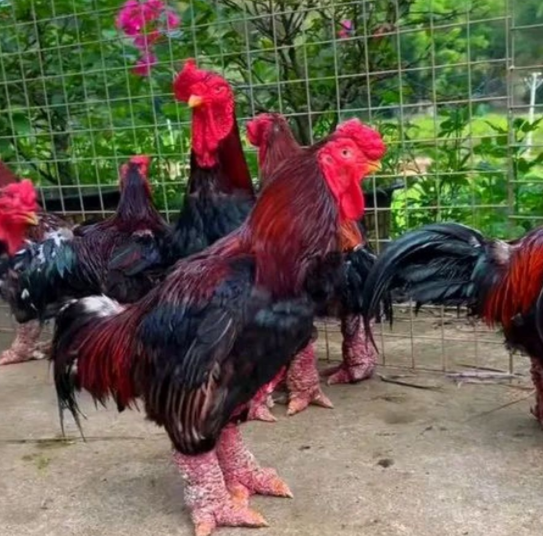 东涛鸡是什么鸡如何养殖有什么注意事项