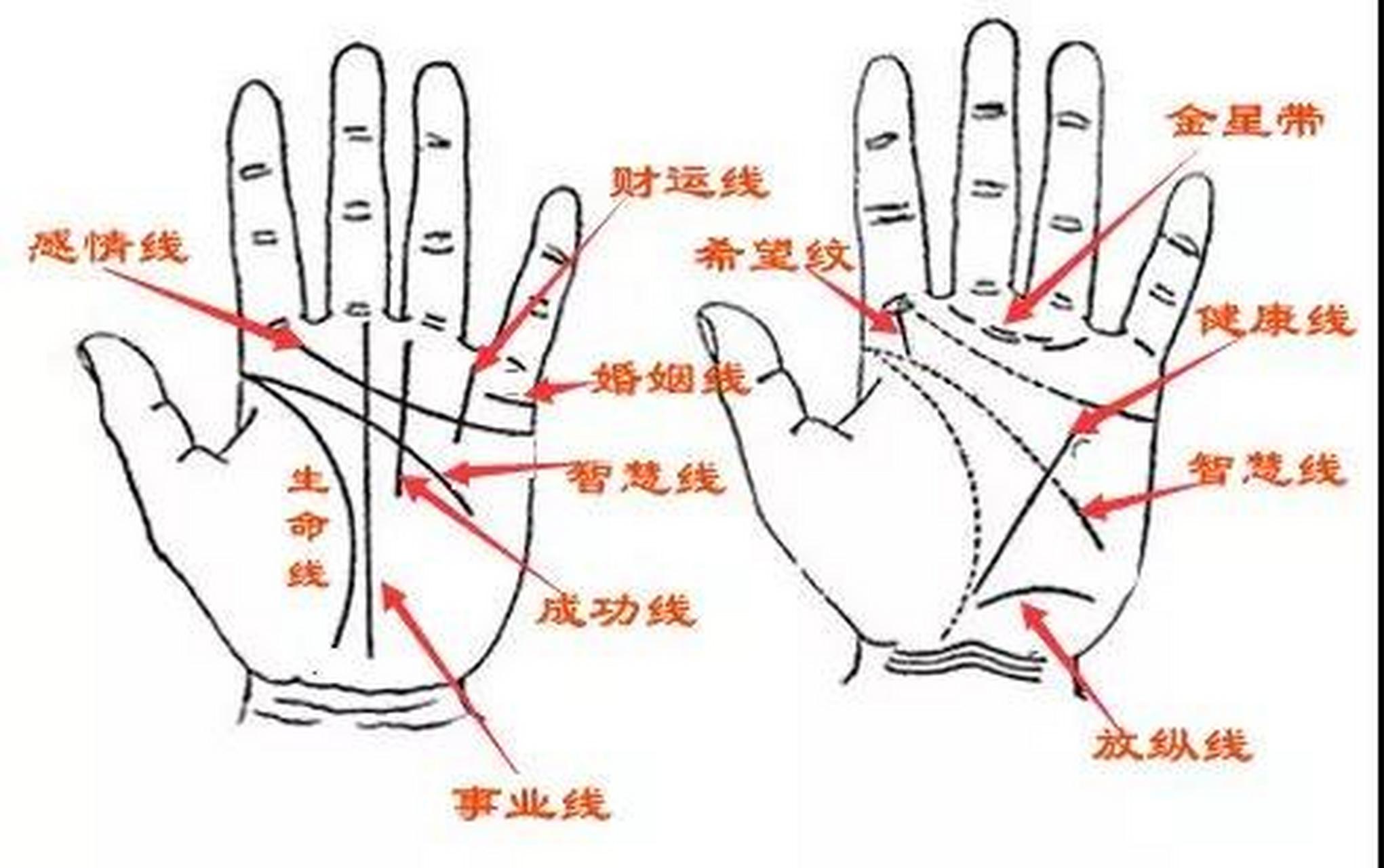 財運線與生命線 財運線與生命線交叉成大島紋