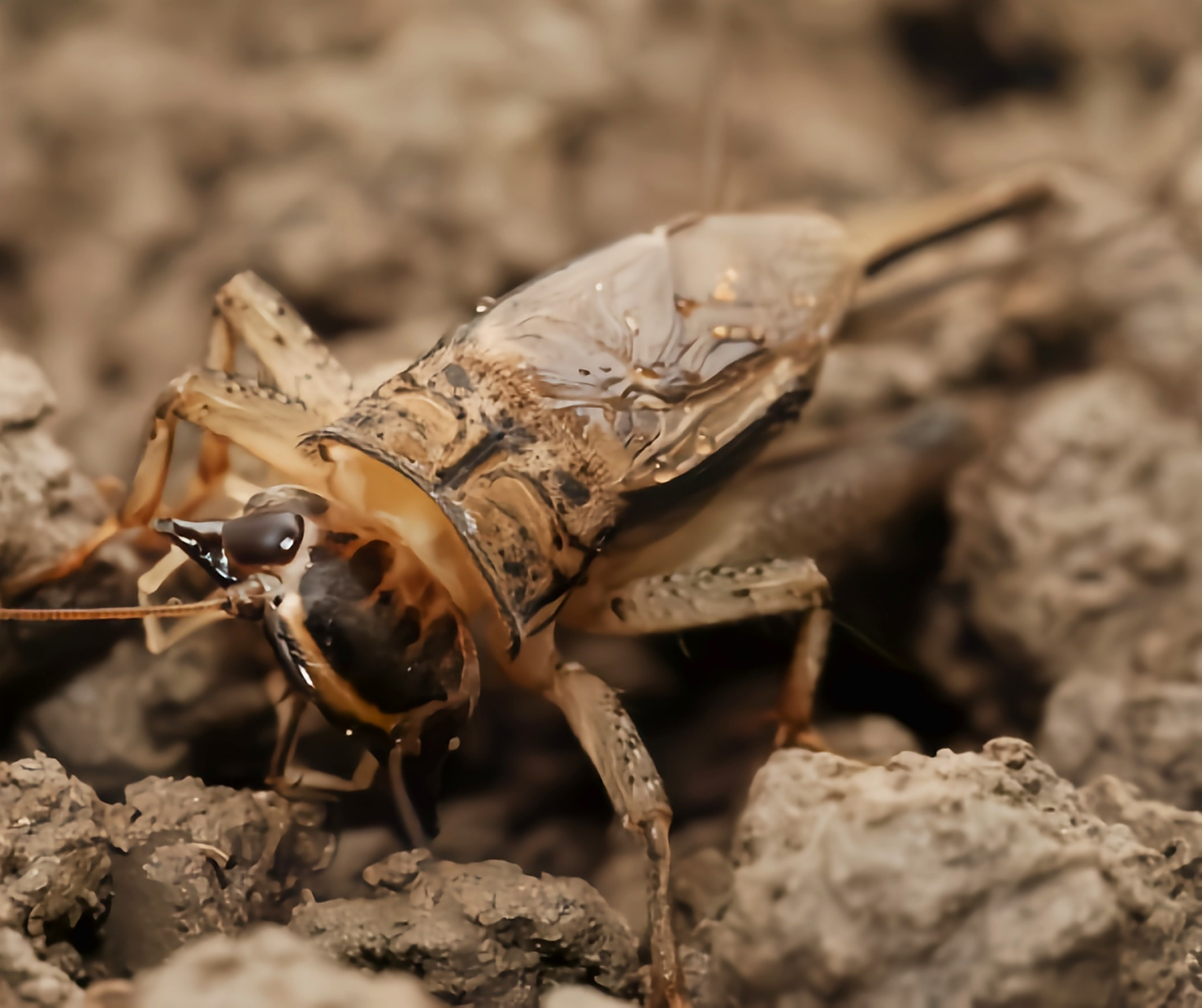2厘米,体色黑褐色,它的头部因酷似我国的棺木而得名,是蟋蟀科外形