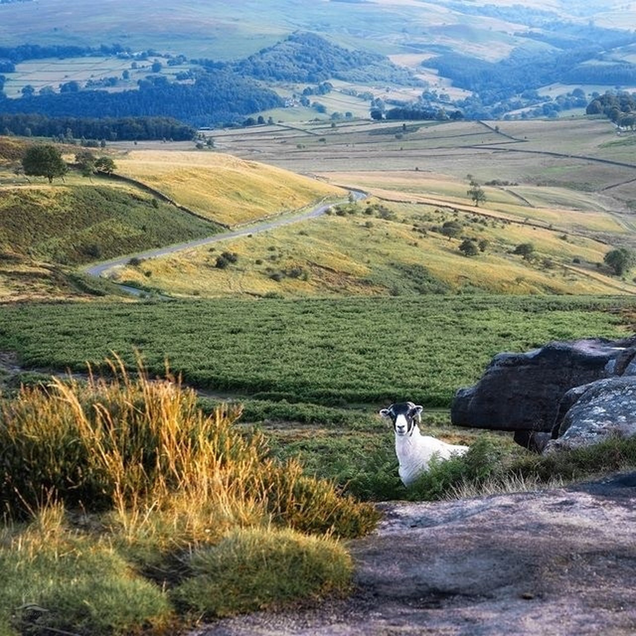 海外文旅# 英国德比郡峰区的夏日田园风光9491 . 676767