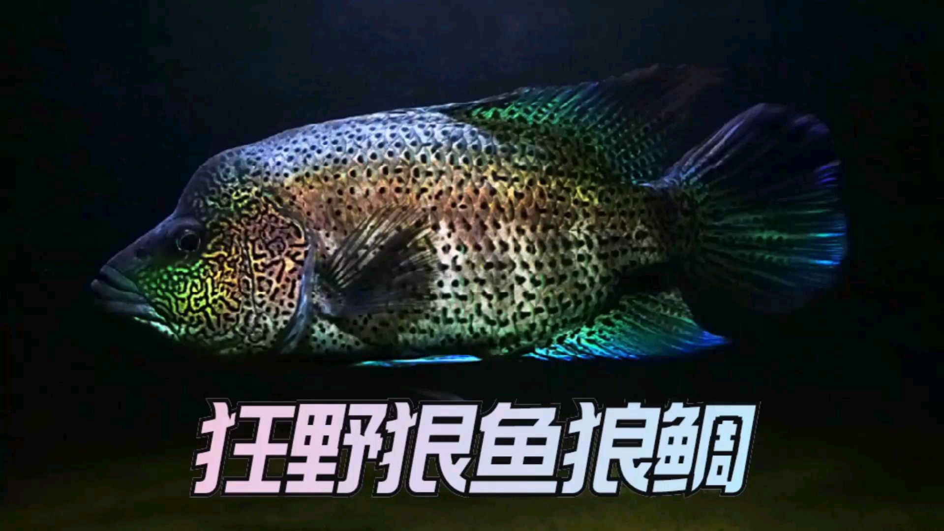 十大凶猛观赏鱼之道氏火口